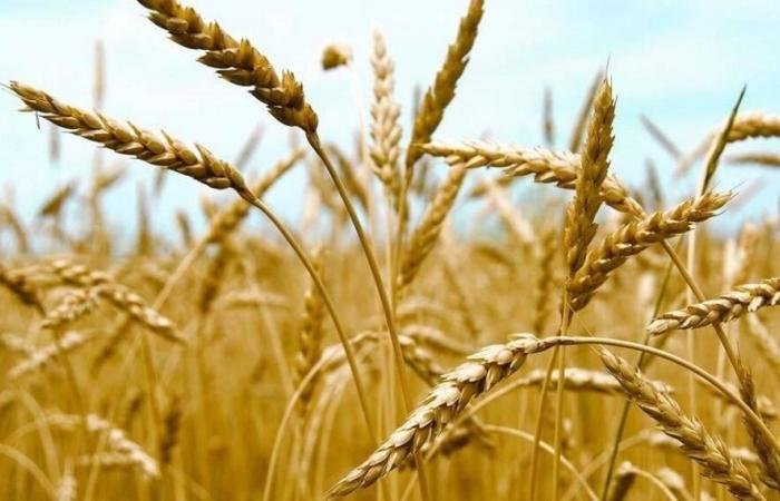 القمح ينخفض 3% في بورصة شيكاغو مع إعلان ترامب وقف إطلاق النار