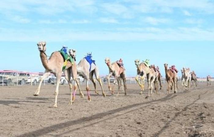 أخبار سلطنة عمان | تكريمُ الفائزين في سباق الهجن بولاية هيماء | عيون الجزيرة الاخبارية عمان