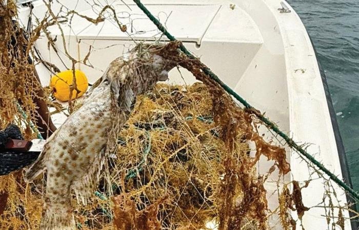 أخبار قطر | البيئة ترصد حالة نفوق سلحفاة بحرية | عيون الجزيرة قطر