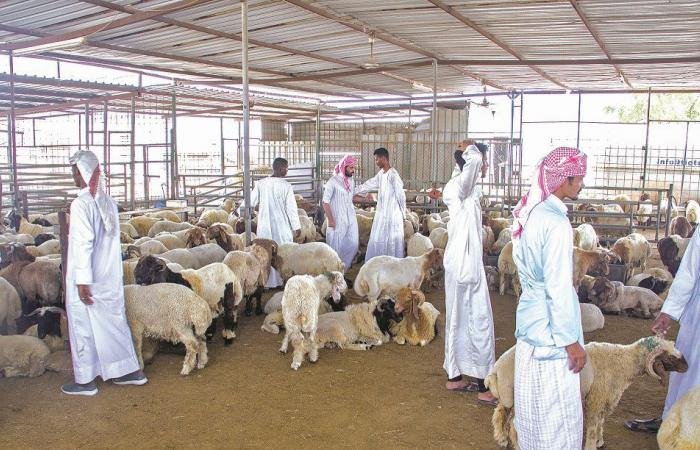 أخبار قطر | أصحاب حلال لـ "الشرق": الإنتاج المحلي سيكسب ثقة السوق في موسم الأضاحي | عيون الجزيرة قطر