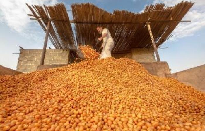 أخبار سلطنة عمان | مشروعات القطاع الزراعي تعزّز منظومة الأمن الغذائي بمحافظة شمال الشرقية | عيون الجزيرة الاخبارية عمان