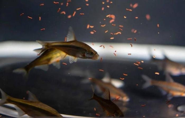 أخبار السعودية | إطلاق أول برنامج لإكثار وتوطين أسماك المياه العذبة | عيون الجزيرة السعودية الان