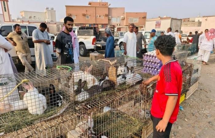 أخبار السعودية | مطالبات بإنشاء سوق للطيور وبلدية الدرب: خارج اختصاصنا | عيون الجزيرة السعودية الان