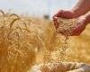 أوكرانيا: أسعار القمح الآجلة بين 215 - 220 دولاراً