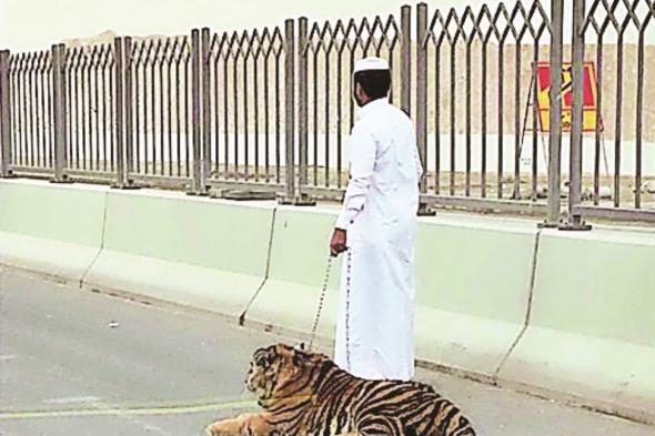 أخبار قطر | البيئة تدعو مالكي «الكائنات الخطرة» لتسجيلها | عيون الجزيرة قطر